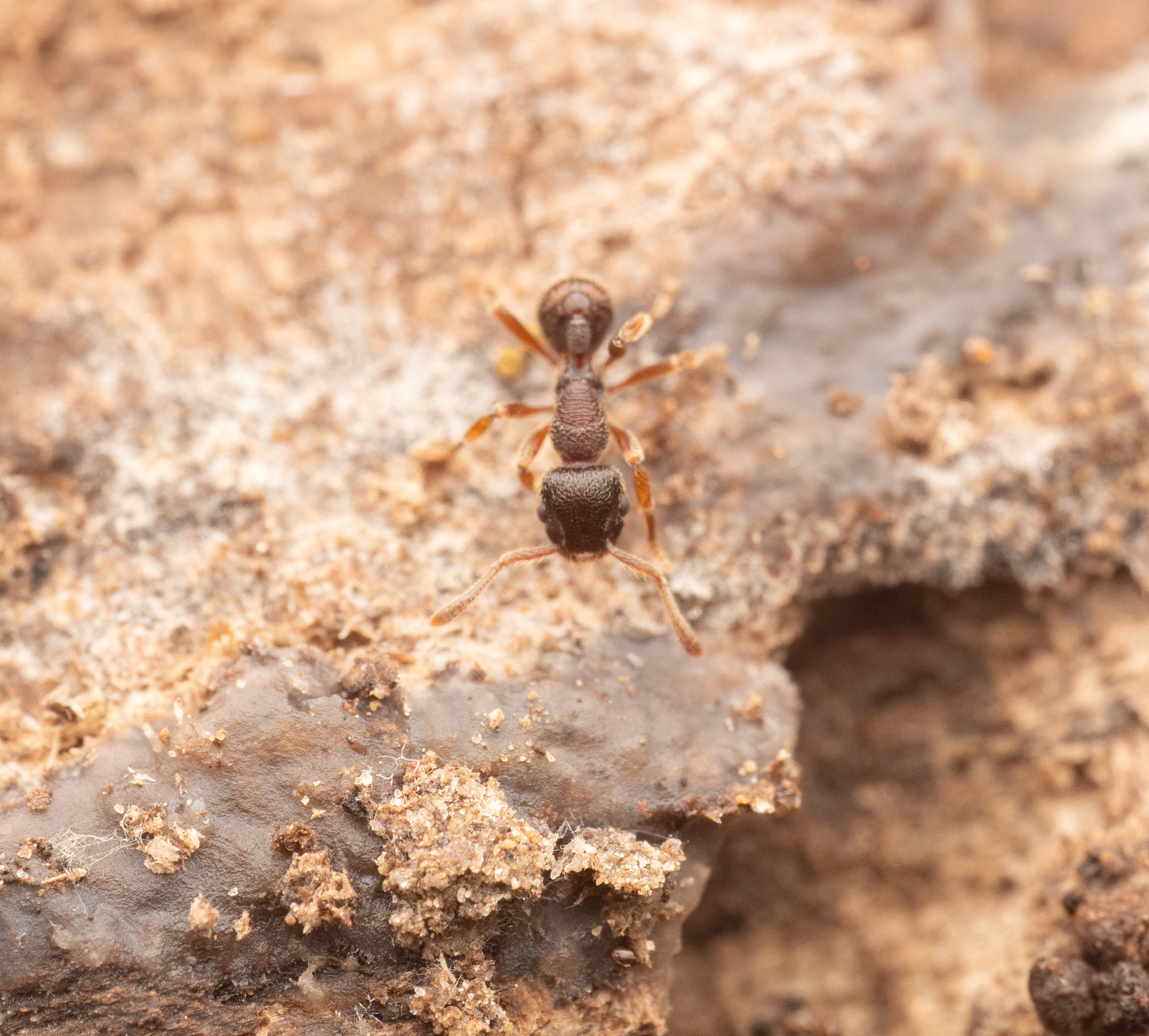 Hylomyrma transversa