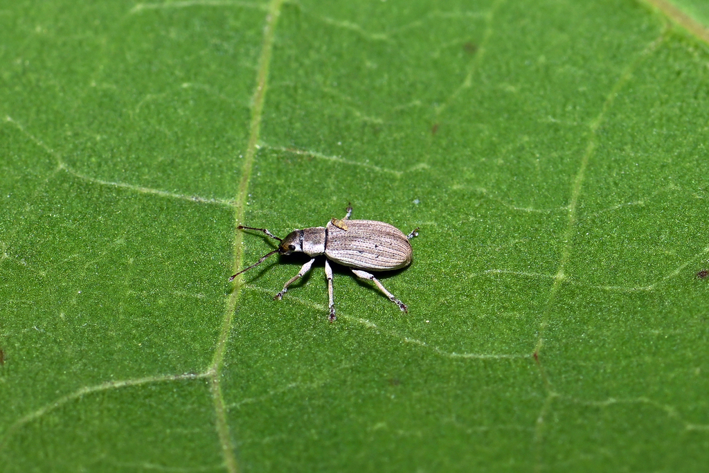 Pseudomyllocerus invrae