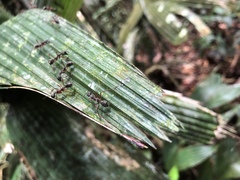 Dolichoderus attelaboides