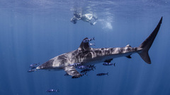 Carcharhinus falciformis