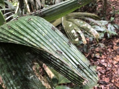Dolichoderus attelaboides