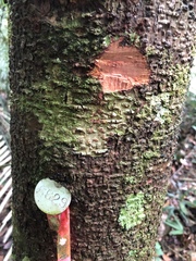 Eschweilera tessmannii