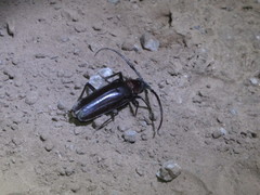 Derobrachus geminatus