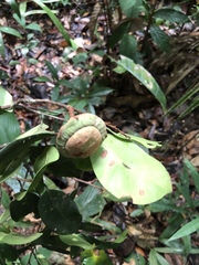 Eschweilera tessmannii