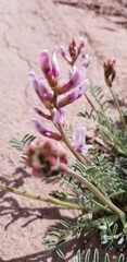 Astragalus sophoroides