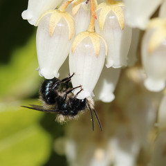 Osmia lignaria propinqua