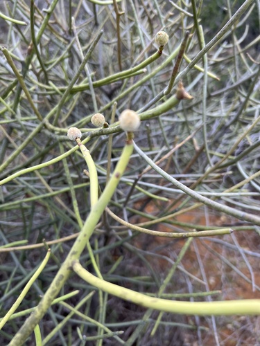 Euphorbia mainty