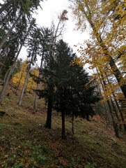 Eibe (Taxus baccata): Herkunft und Verwendung — Foto 3