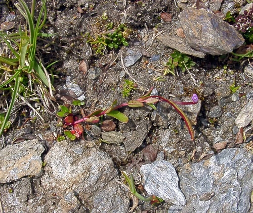 Pimpernel willowherb (Epilobium anagallidifolium)