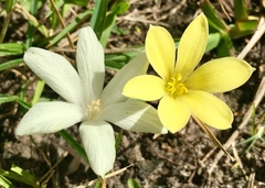 Zephyranthes americana