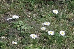 Bellis perennis