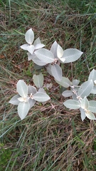 Sabicea brasiliensis