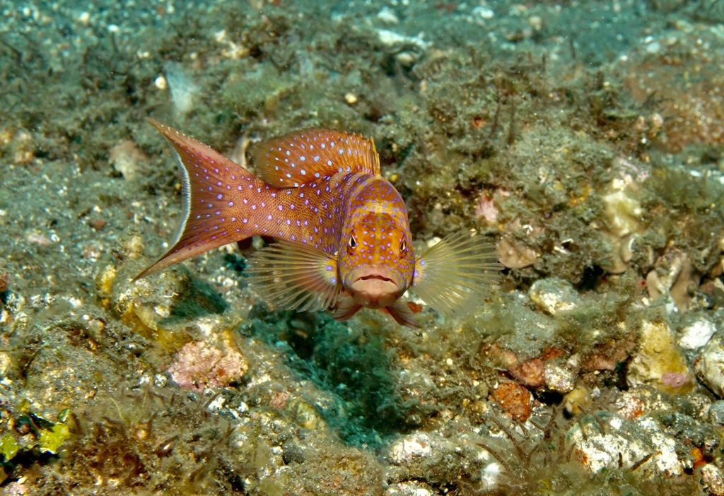 Whiteedged Lyretail on October 15, 2023 at 0408 AM by Alphons