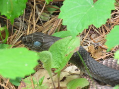 Masticophis flagellum flagellum