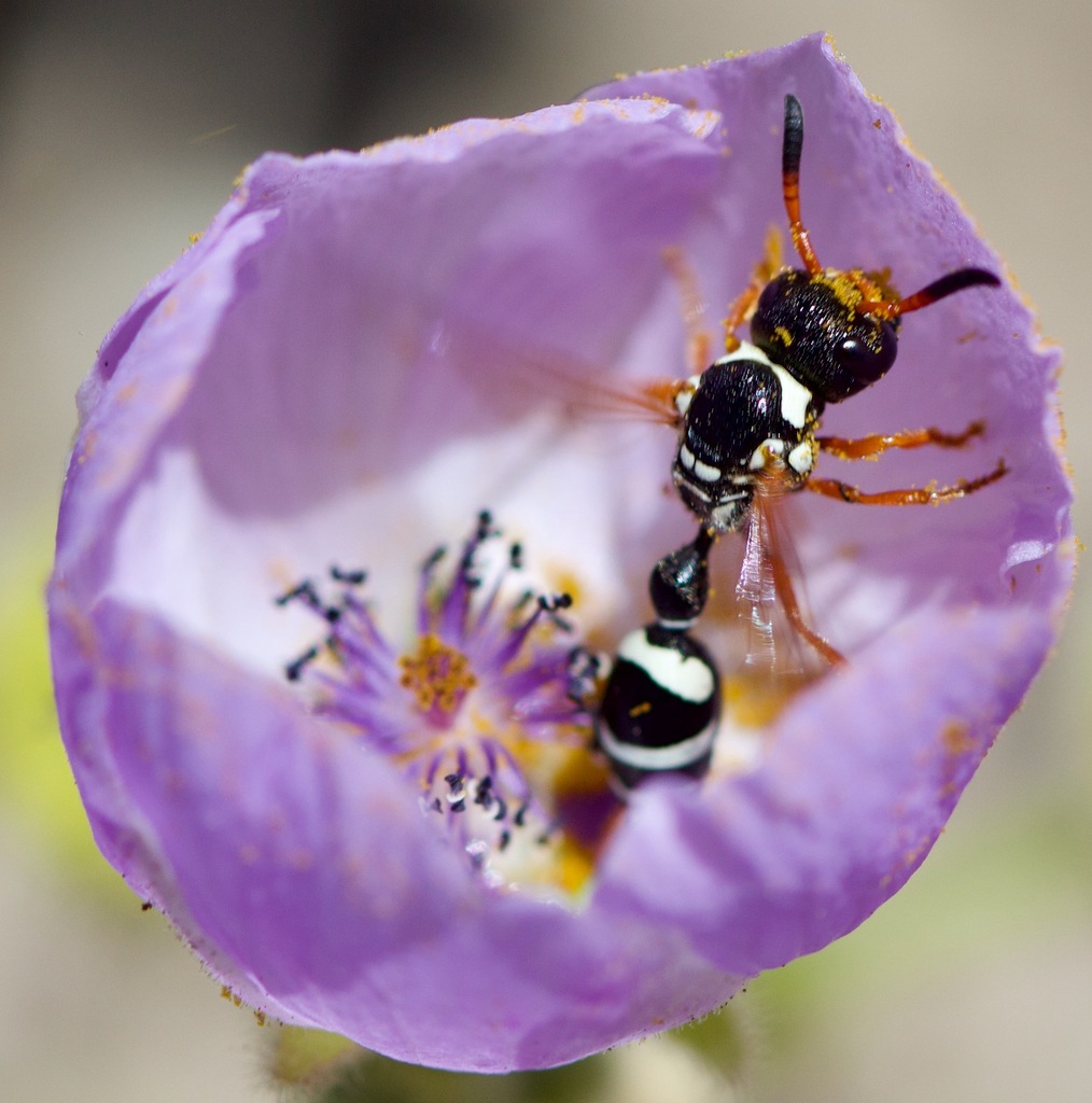 Zethus pilipalpus