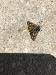 Atalopedes campestris huron