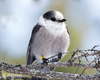 Canada Jay - Photo (c) Tim Harding, some rights reserved (CC BY-NC-ND)