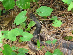 Masticophis flagellum flagellum