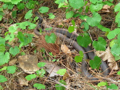 Masticophis flagellum flagellum