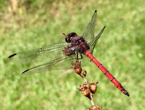 Orthemis plaumanni