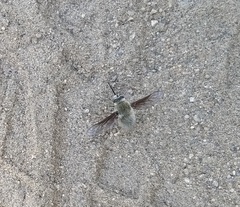 Triploechus sackenii