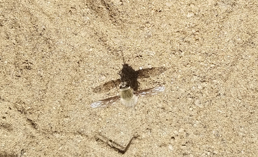 Triploechus sackenii