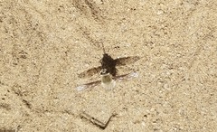 Triploechus sackenii