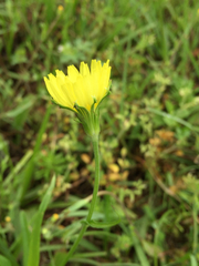 Pyrrhopappus carolinianus
