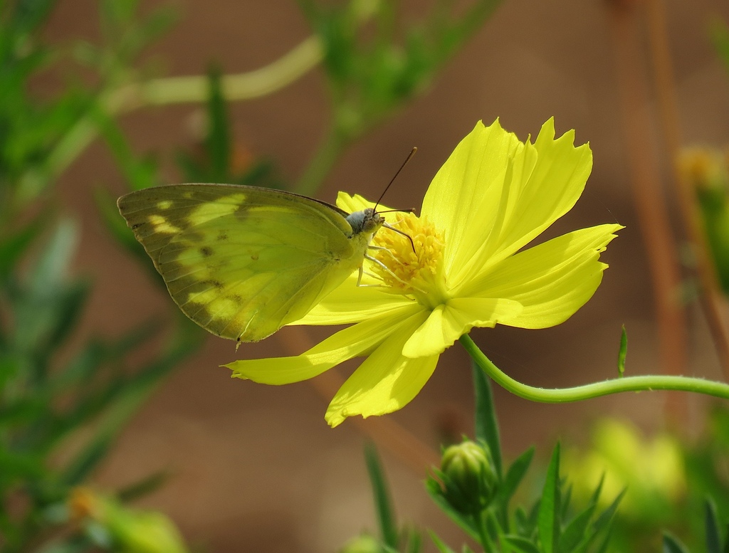 lemon-migrant-from-tamil-nadu-agricultural-university-p-n-pudur