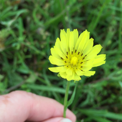 Pyrrhopappus carolinianus