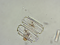 Desmidium grevillei