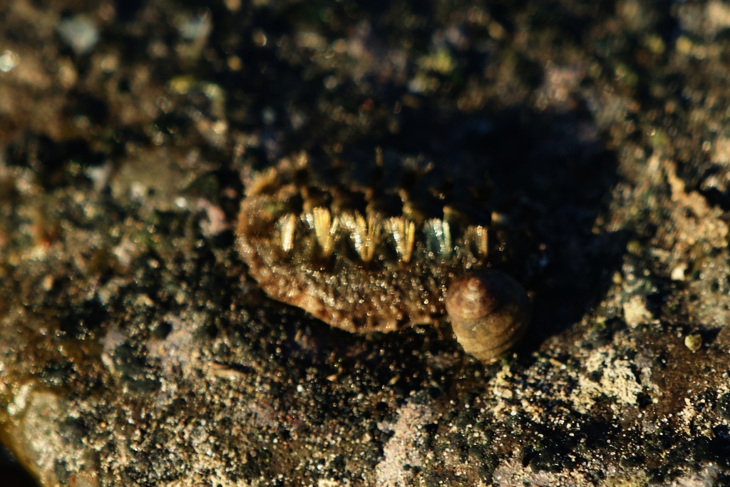 Acanthochitona exquisita