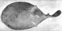 Blind Electric Ray photo 4