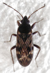 Paramyocara iridescens
