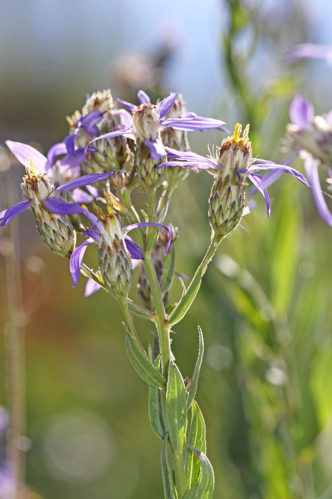 elegant aster