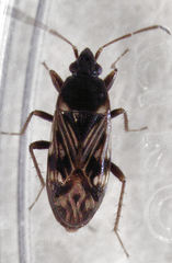 Paramyocara iridescens