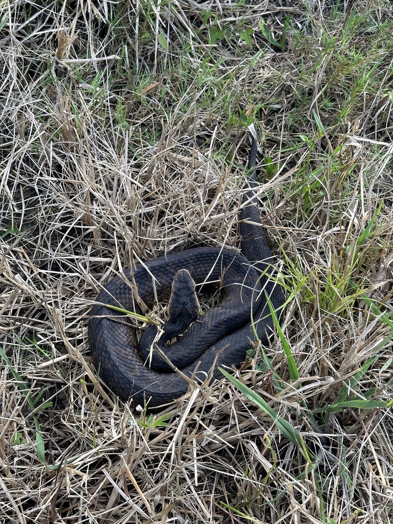 Florida Cottonmouth From Paynes Prairie Preserve State Park, Micanopy ...