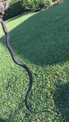 Coluber constrictor priapus image