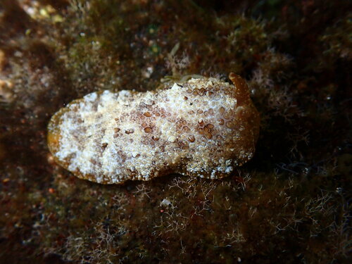 Pleurobranchus crossei
