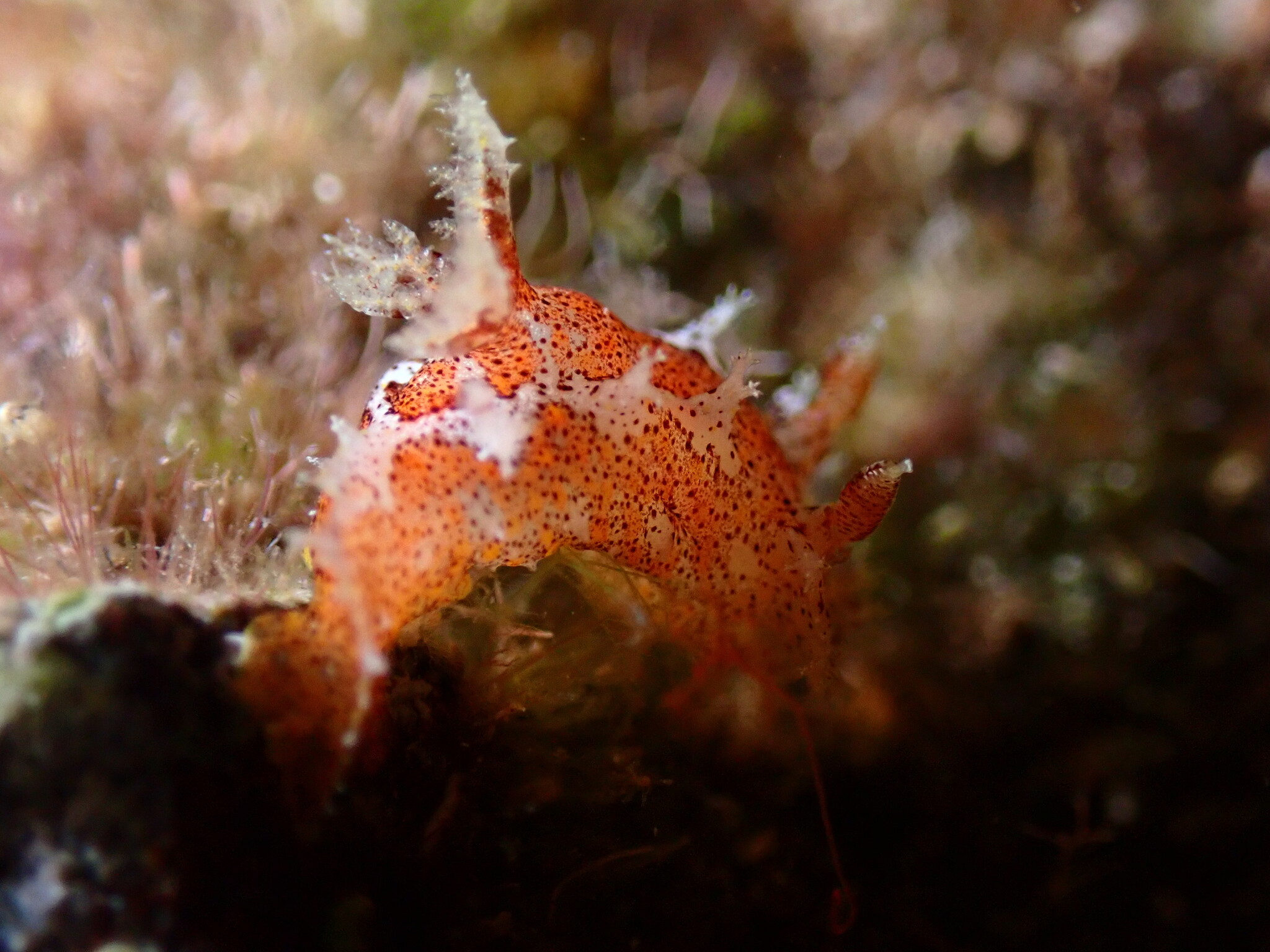 Babosa marina de madeira