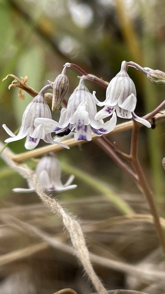 Conanthera parvula