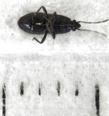 Paramyocara iridescens