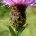 Centaurea decipiens - Photo (c) Thierry Arbault, some rights reserved (CC BY), uploaded by Thierry Arbault