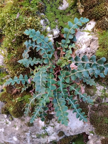 Rustyback (Asplenium ceterach)