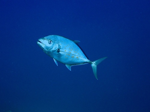 Orange-spotted Trevally — seen at this dive site