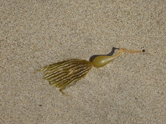 Laminariaceae