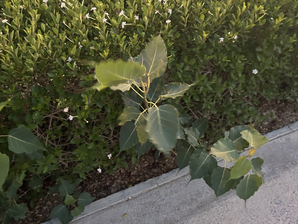 Sacred fig from Al Rayyan Al Jadeed Street, Al Rayyan, Al Rayyan, QA on