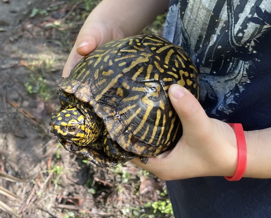 Florida Box Turtle Shell Florida Box Turtle in November 2023 by add03e · iNaturalist