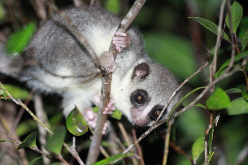 Thomas' dwarf lemur (Cheirogaleus thomasi) — Endangered Mammalia