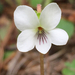Primrose-leaved Violet - Photo (c) Laura Clark, some rights reserved (CC BY), uploaded by Laura Clark